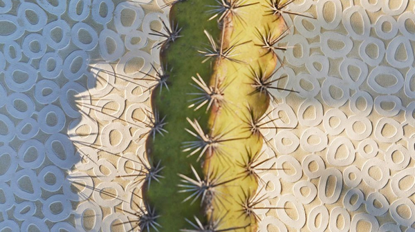 Natasha Baradaran: Cactus Leather