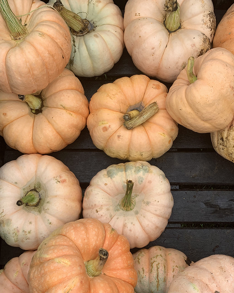 Boo! Tiny Temple  Halloween Dream Schemes