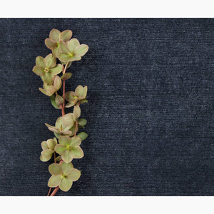 Sea Lion Point Blueberry Rug